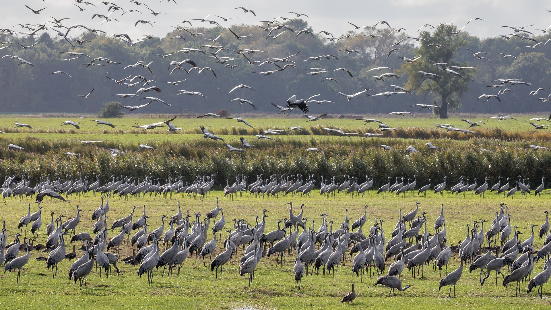 Pajaros